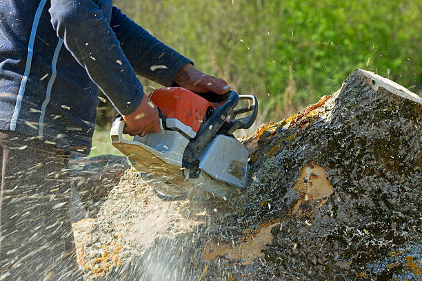 How Our Tree Care Process Works  in  Yanceyville, NC